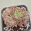 Thumbnail: Echeveria White Dream variegated cluster 