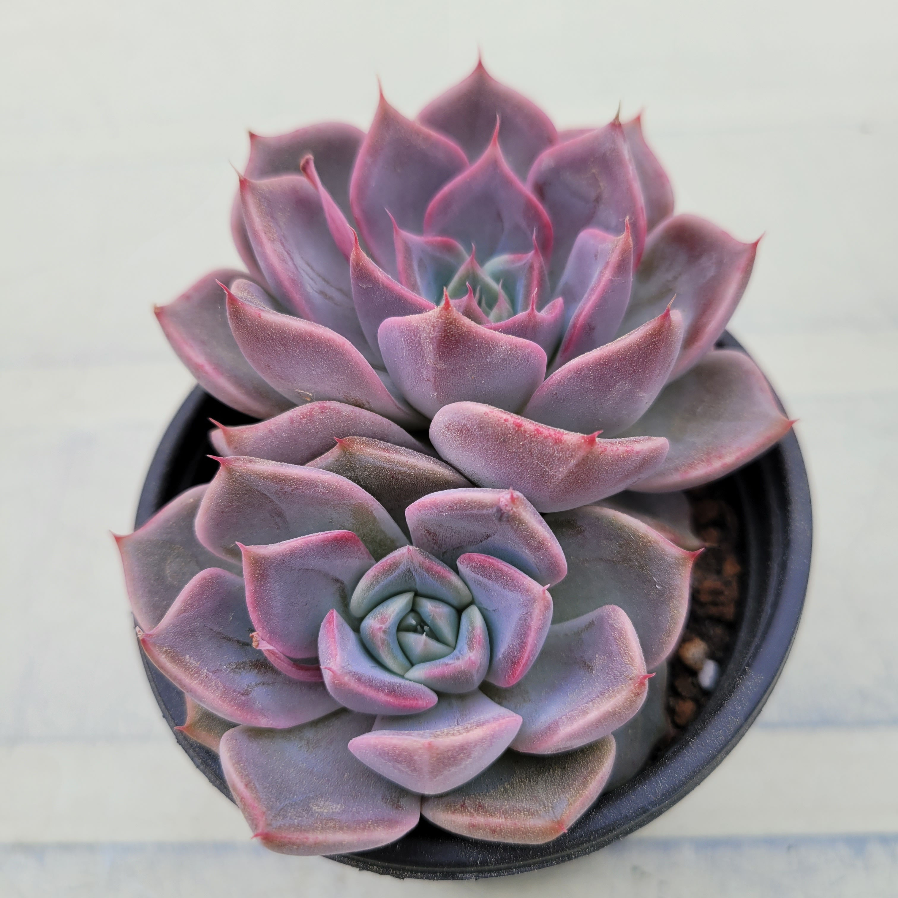 Echeveria Pink Dior 