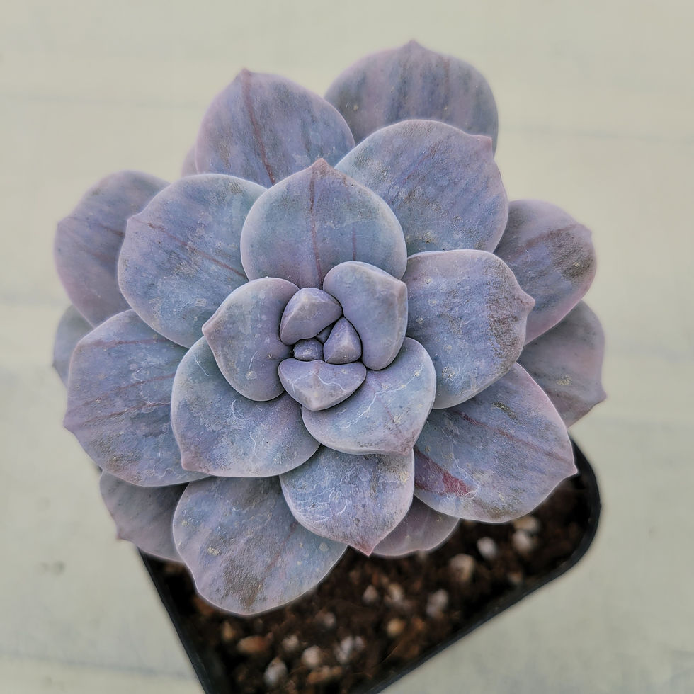 Thumbnail: Graptopetalum Pentandrum Silverbum variegated 