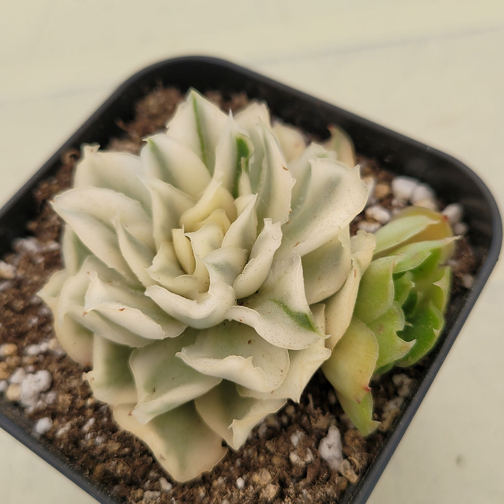 Thumbnail: Echeveria White Princess variegated 