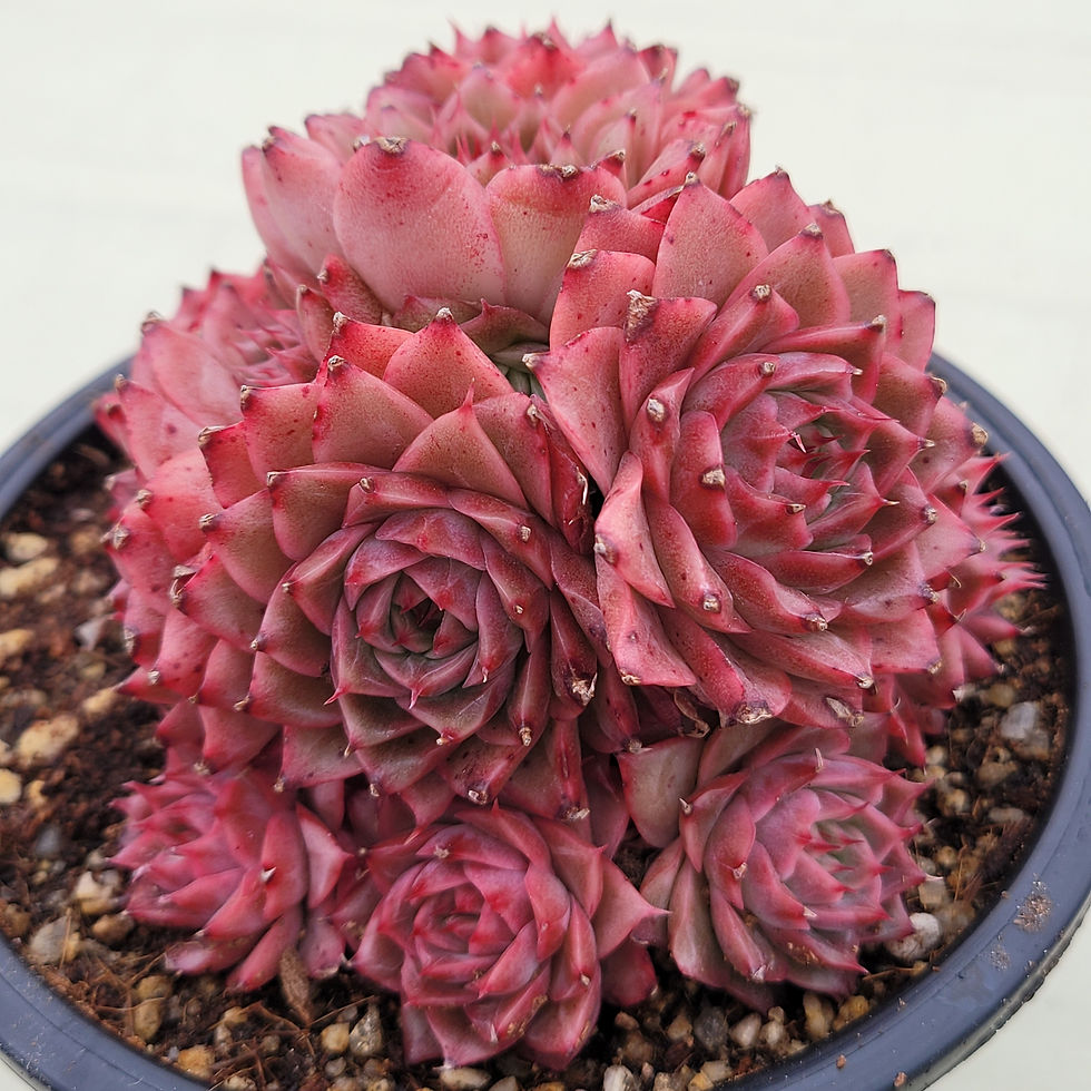 Thumbnail: Echeveria Darae