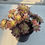 Thumbnail: Aeonium Hong dong variegated cluster 