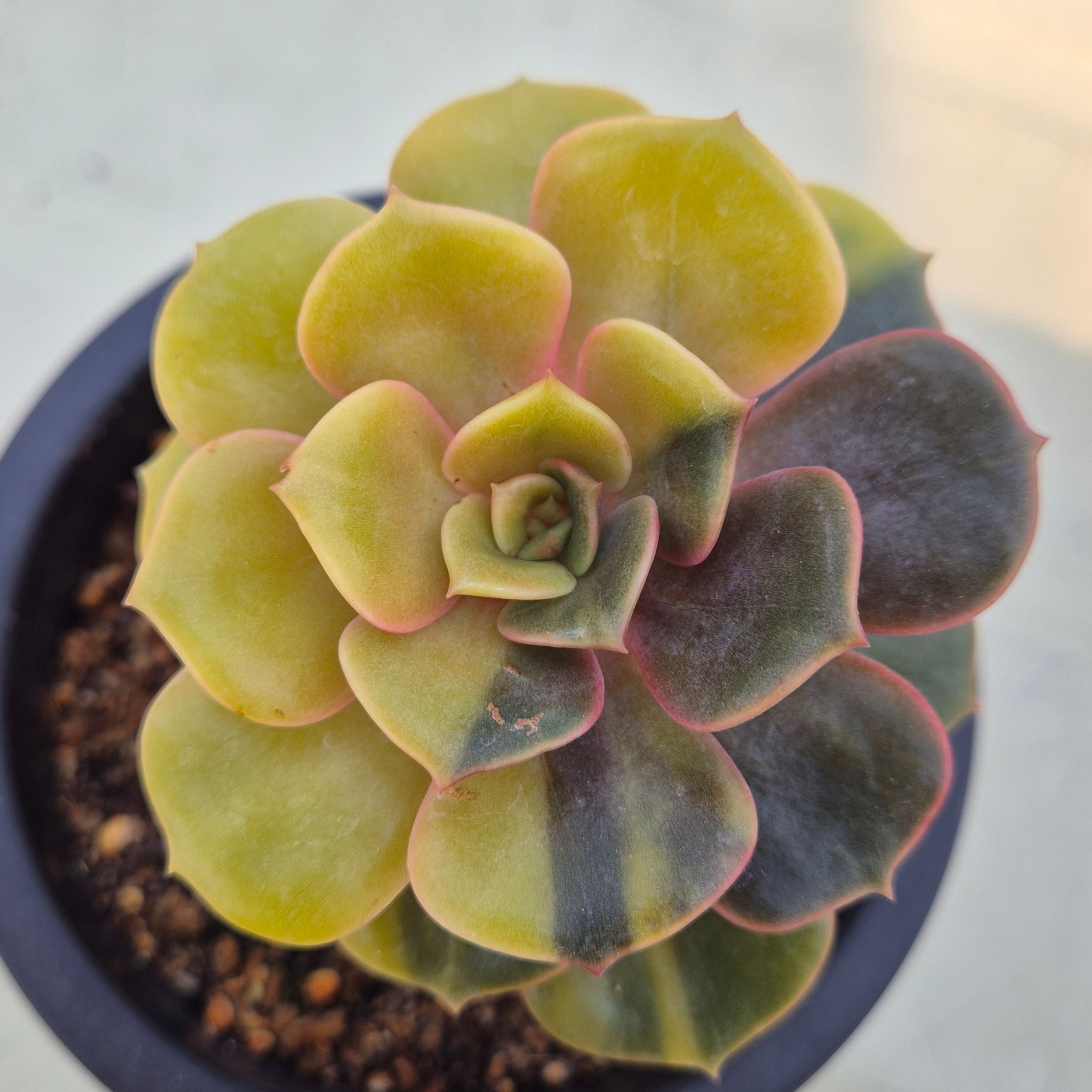 Echeveria Vampire Red ball variegated 