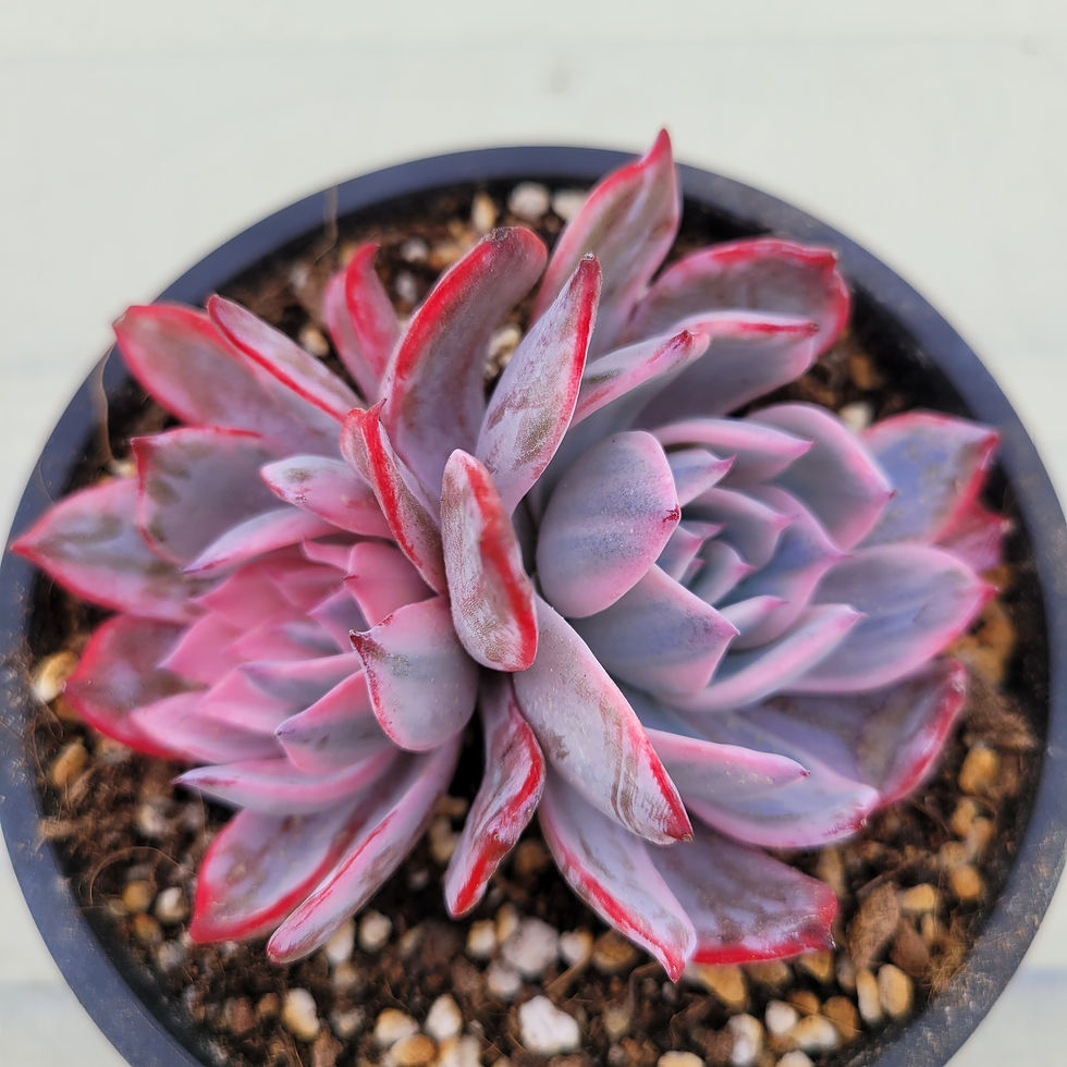 Thumbnail: Echeveria Laulensis variegated 