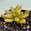 Thumbnail: Sedum Adolphii variegated 