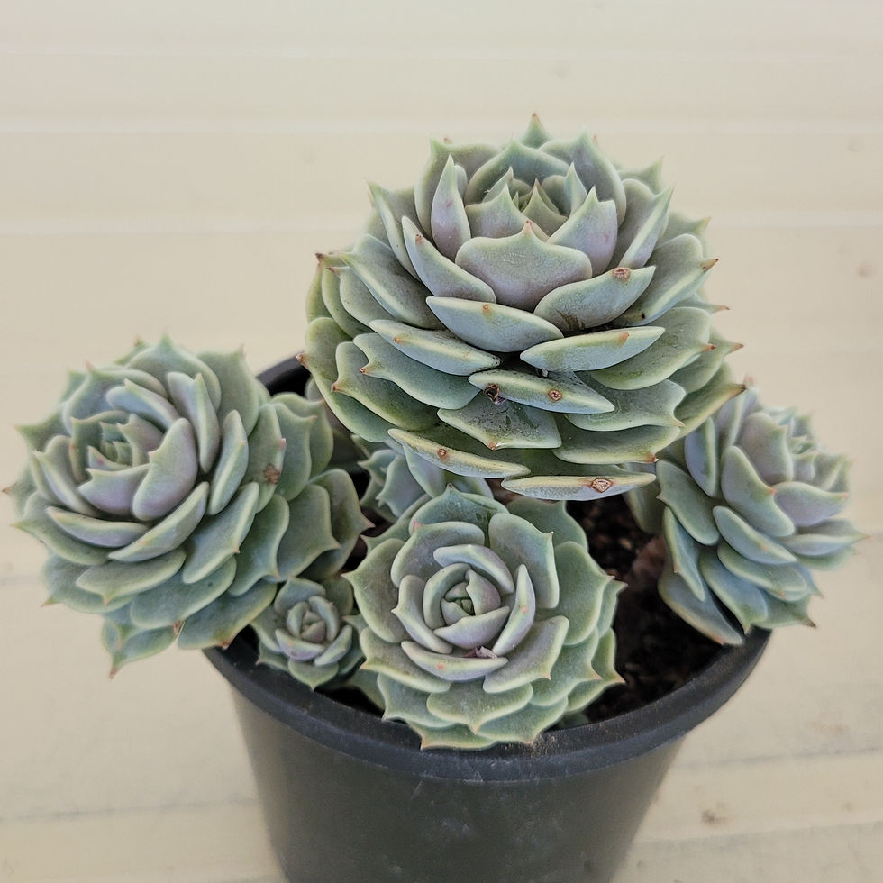 Thumbnail: Echeveria Lola cluster 