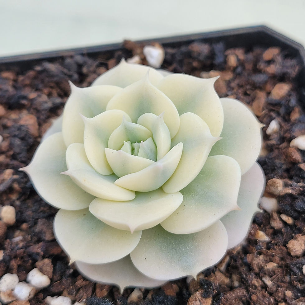 Thumbnail: Echeveria Glauca variegated 