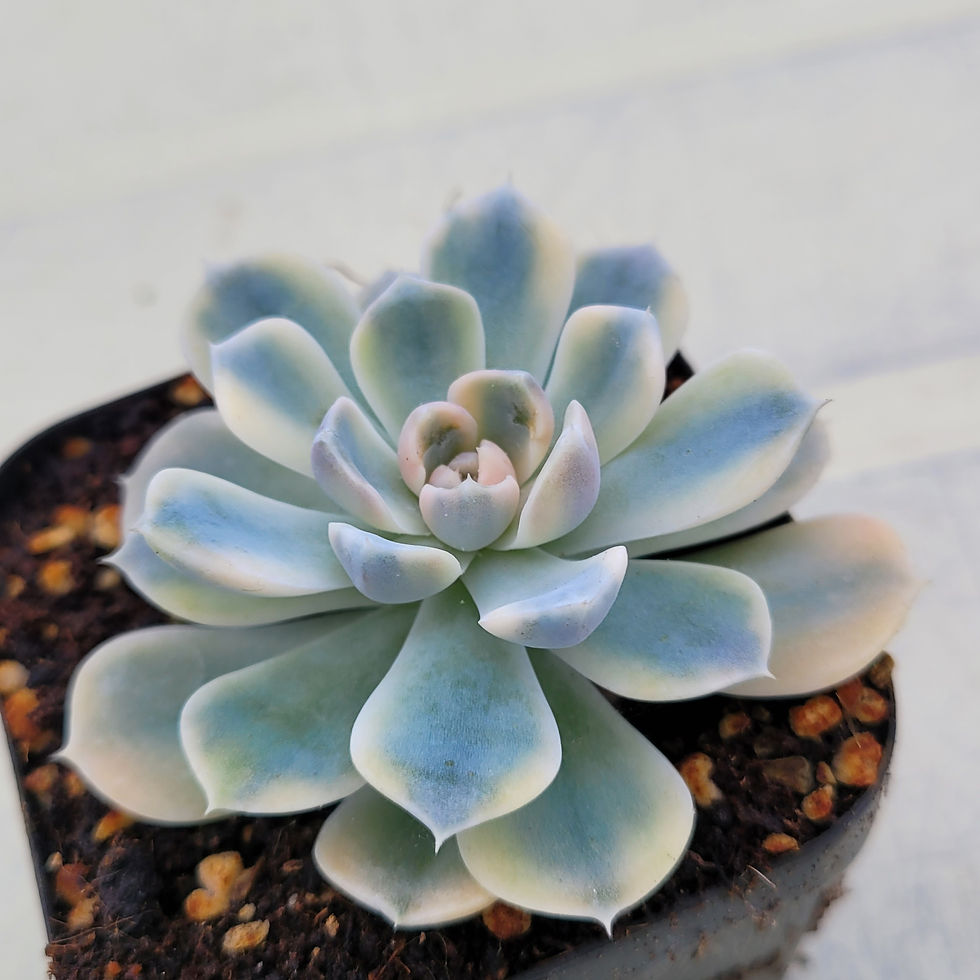 Thumbnail: Echeveria Tiny Berger variegated 