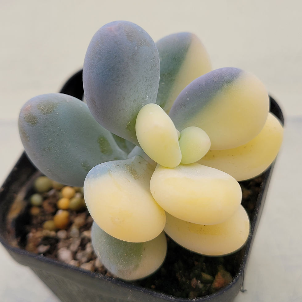 Thumbnail: Pachyphytum oviferum momobijin variegated 