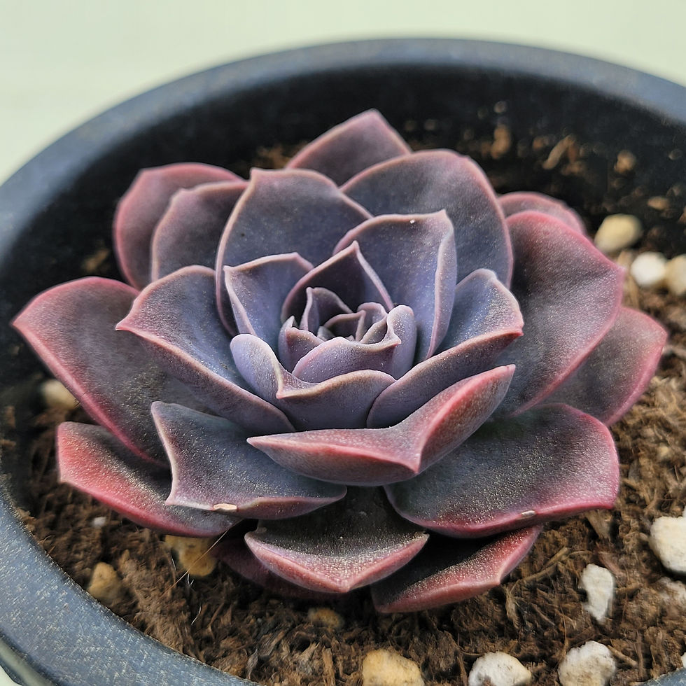 Thumbnail: Echeveria Yuritsemis 