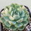 Thumbnail: Echeveria Lemon Berry variegated 