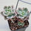 Thumbnail: Echeveria Pink Vera variegated 