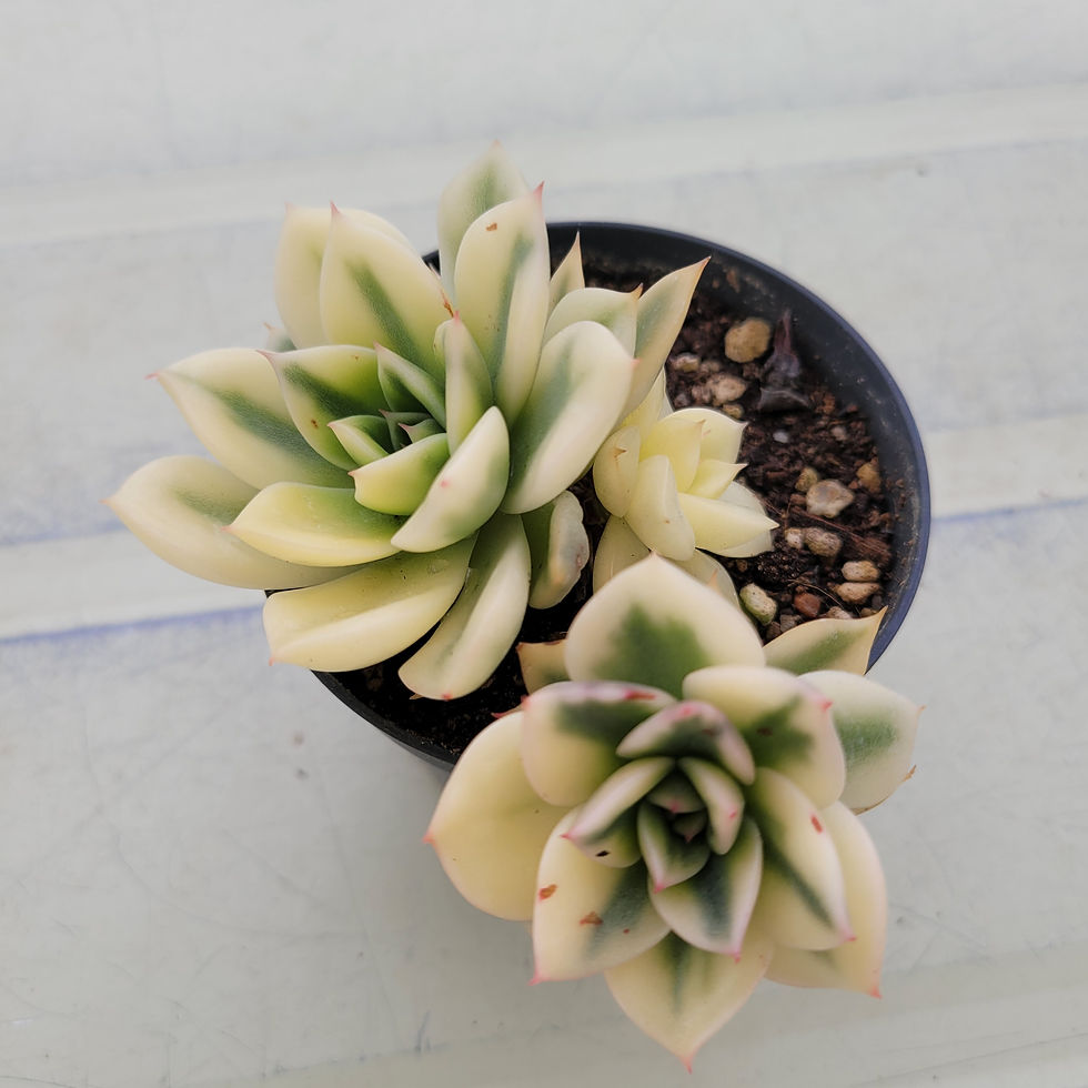 Thumbnail: Echeveria Golden jubilee variegated 