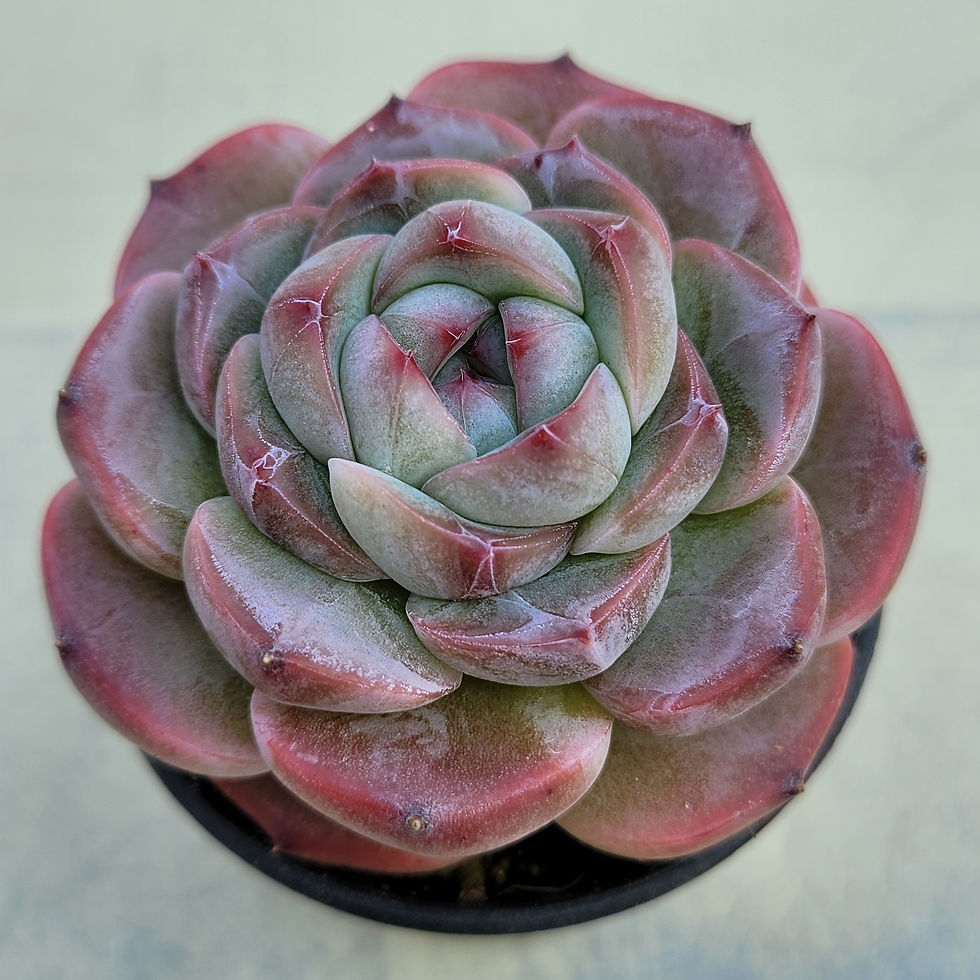 Thumbnail: Echeveria sp