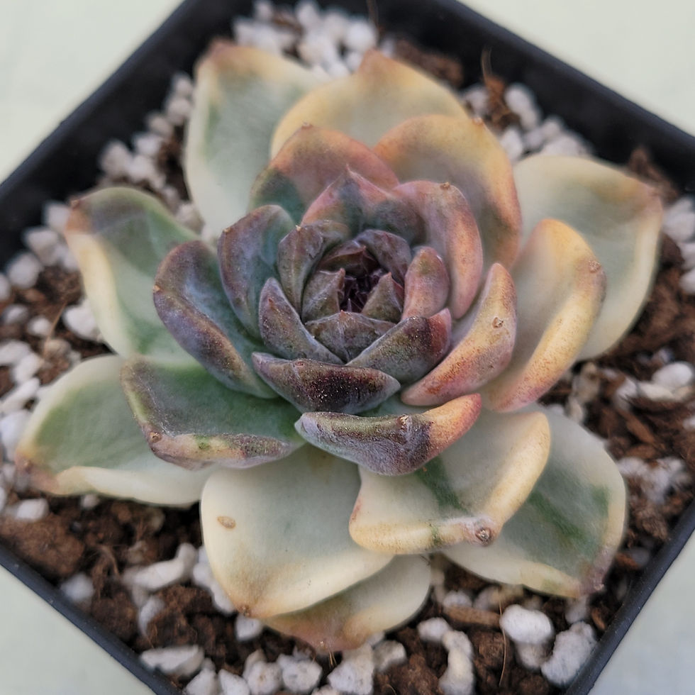 Thumbnail: Echeveria Crazy Lavender variegated 