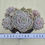 Thumbnail: Echeveria Lola cluster 