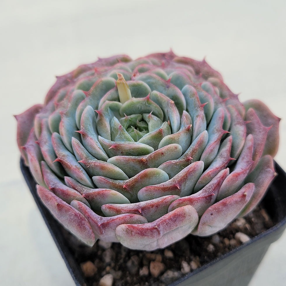 Thumbnail: Echeveria  Mon Petit 
