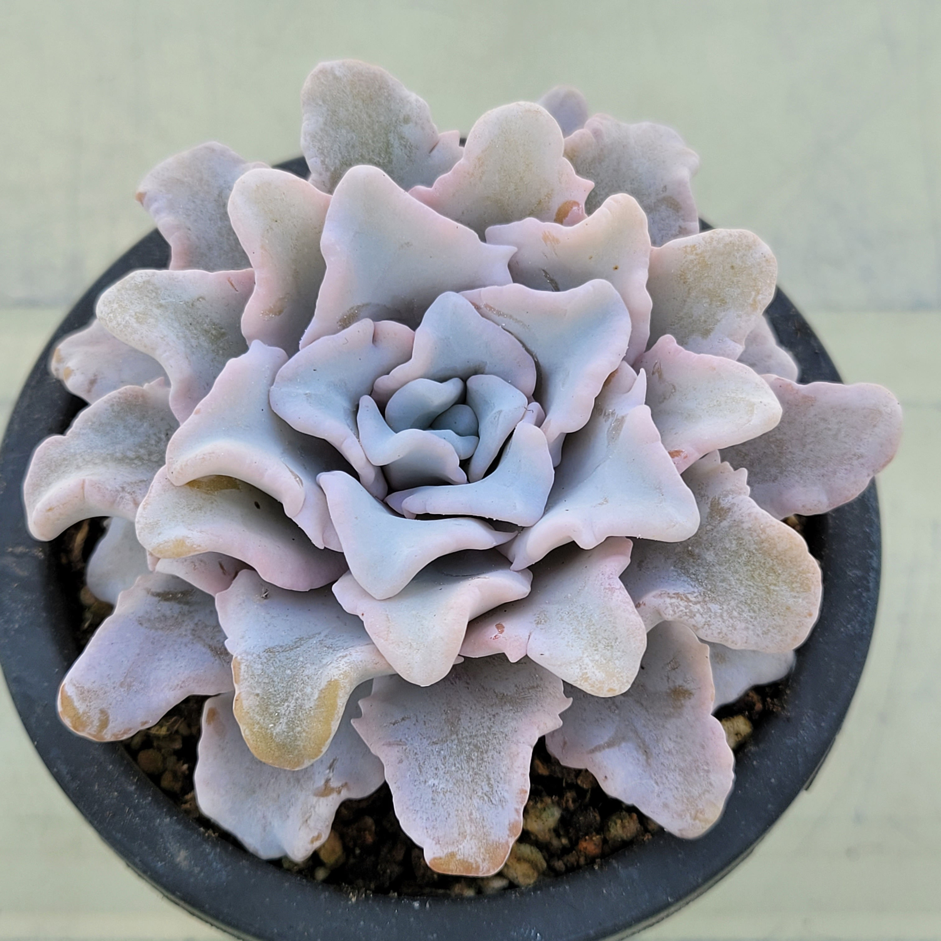Echeveria Crispate beauty 