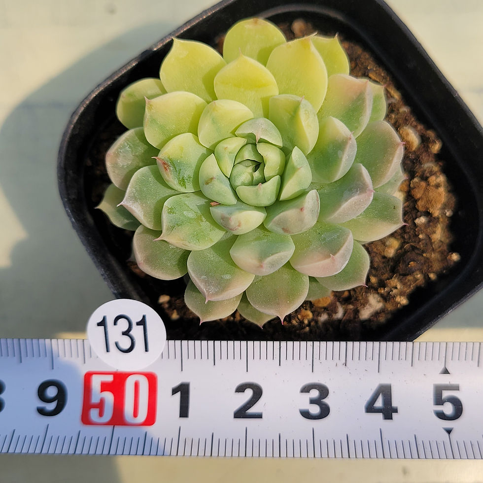 Thumbnail: Echeveria Mexican Minima variegated 