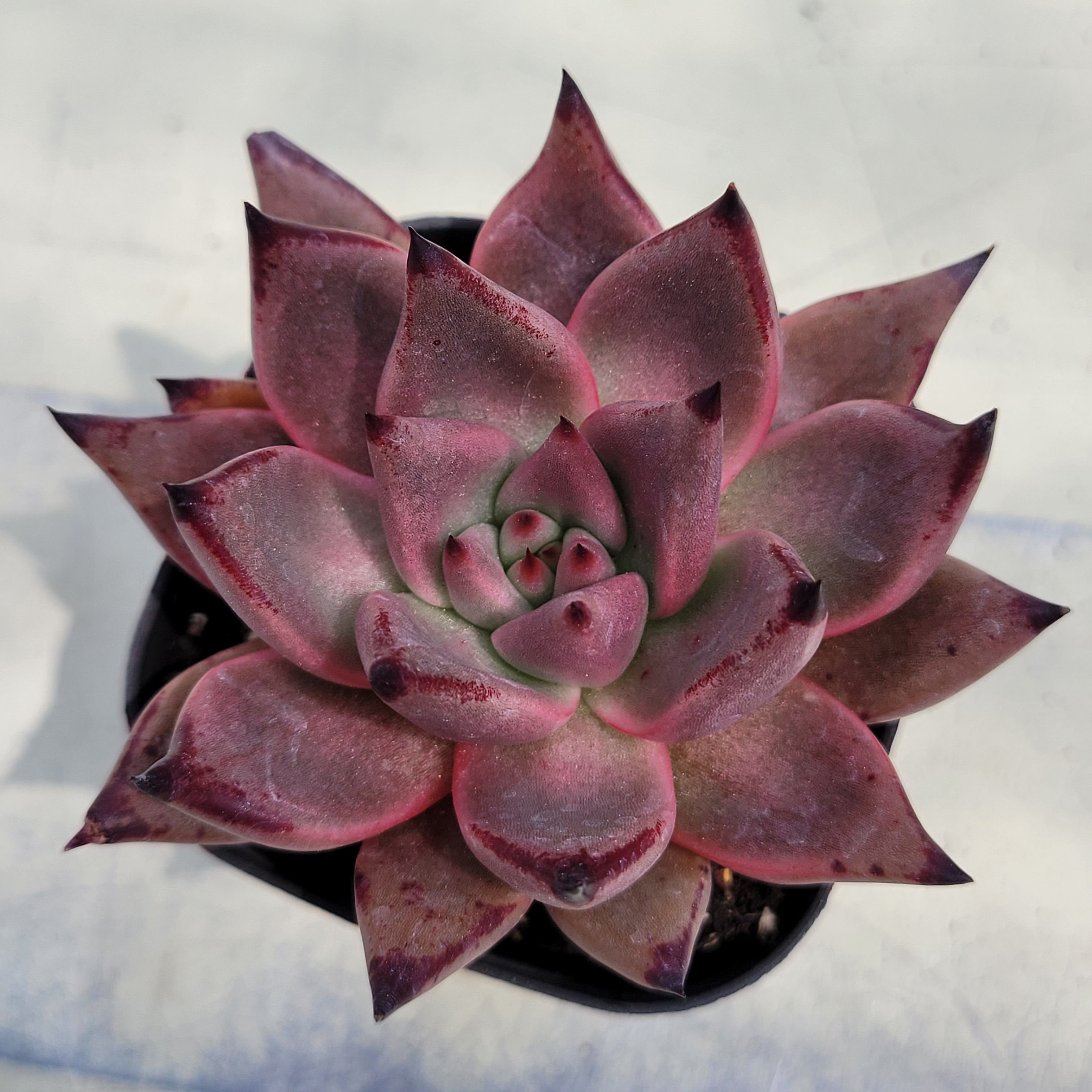 Echeveria Agavoides Ebony 