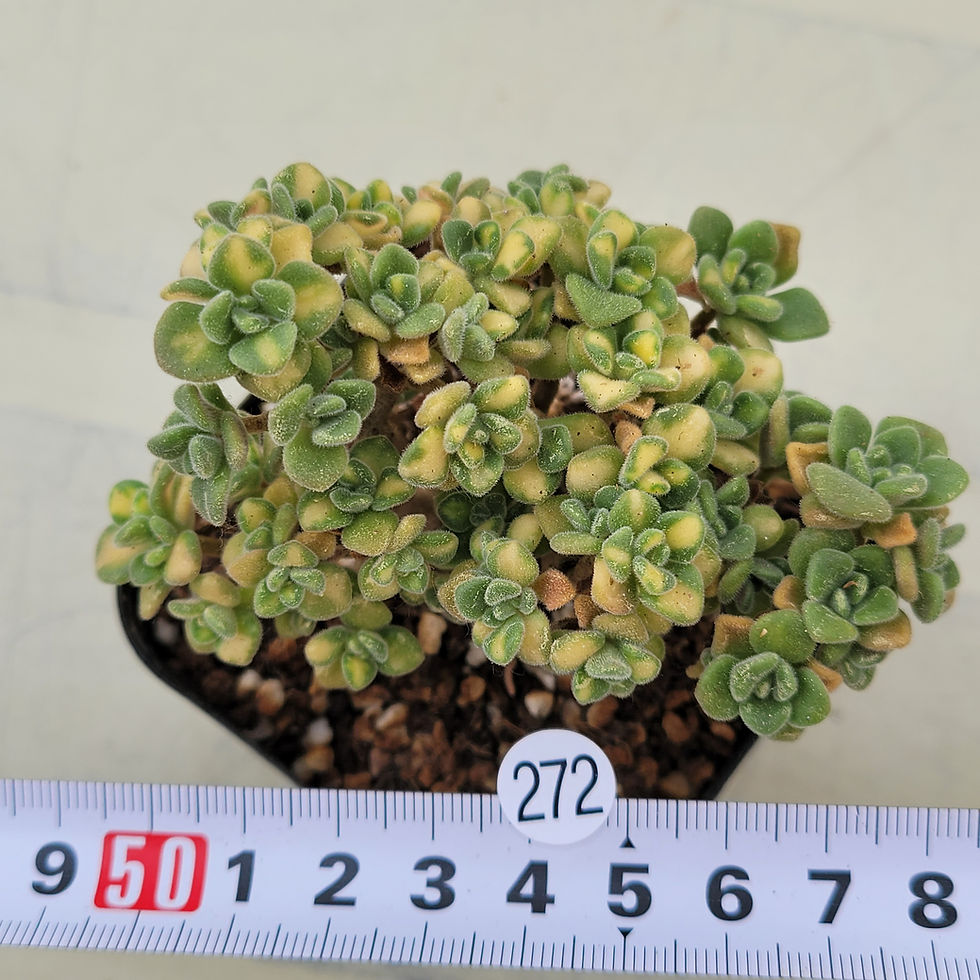 Thumbnail: Aeonium Lindleyi variegated 