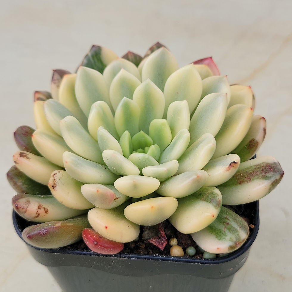 Thumbnail: Sedeveria Pink Ruby variegated 