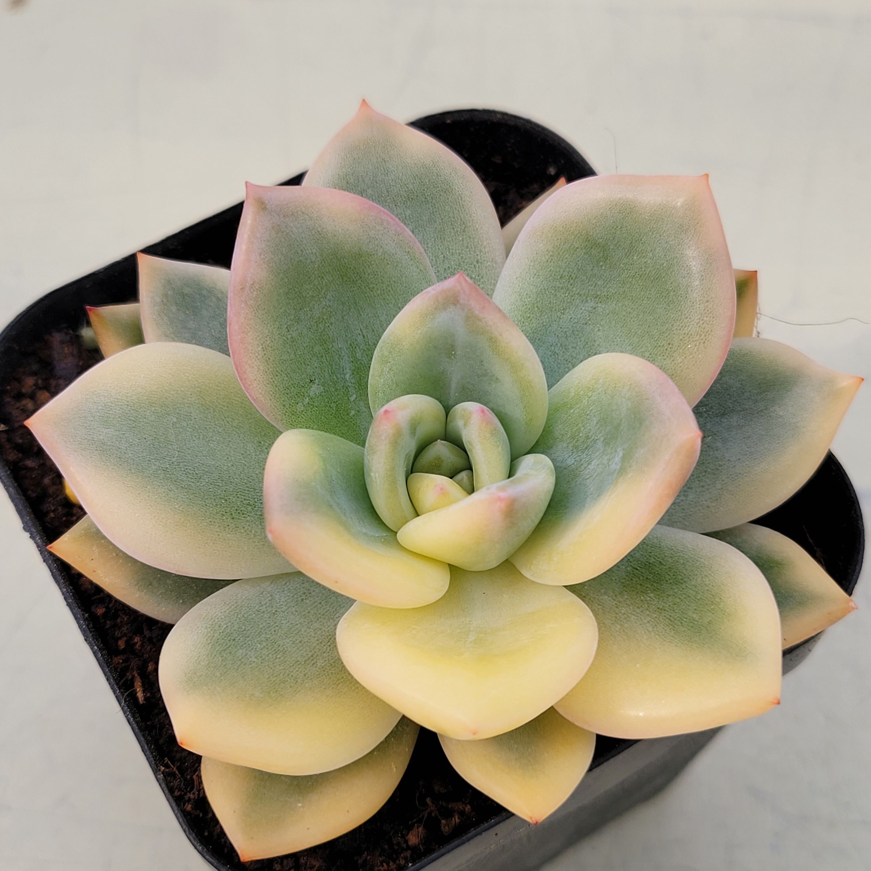 Echeveria Elizabeth variegated 