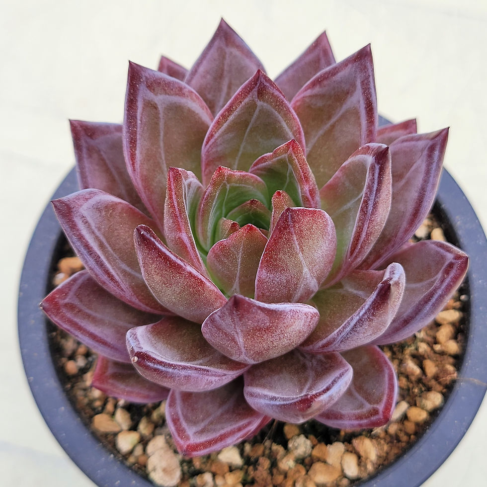 Thumbnail: Echeveria Purple Jadeite 