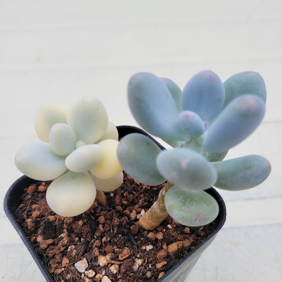 Thumbnail: Pachyphytum oviferum momobijin variegated 