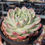 Thumbnail: Echeveria Alba Beauty variegated 