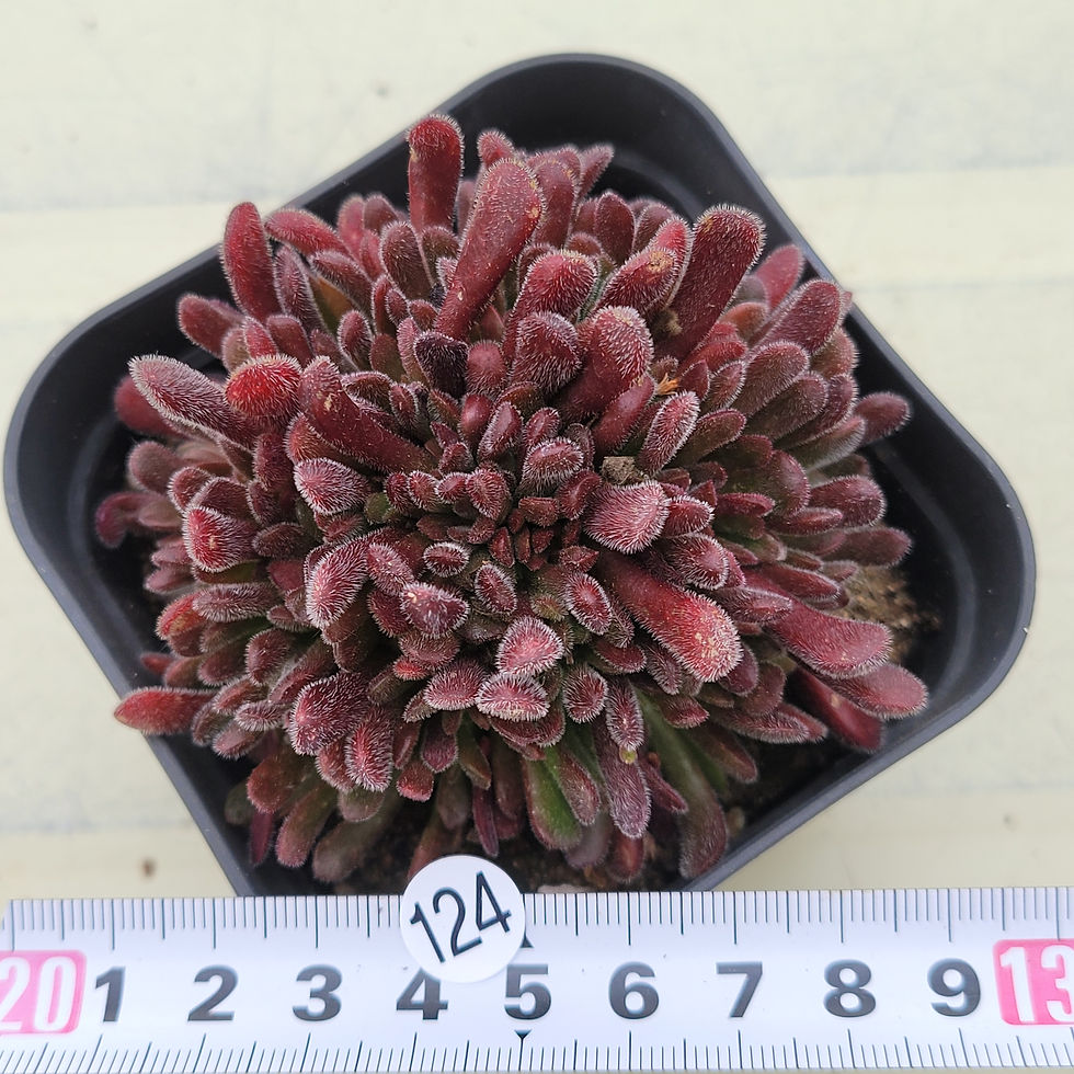 Thumbnail: Crassula Pubescens 