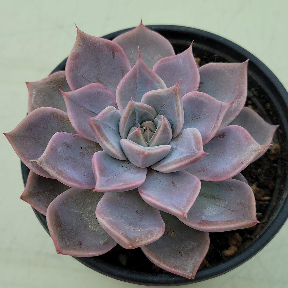 Thumbnail: Echeveria Pink Dior 