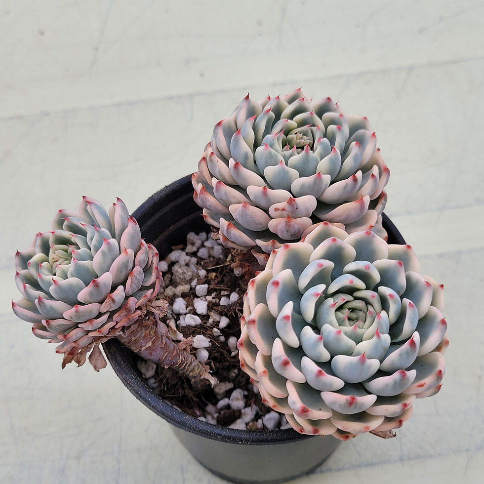 Thumbnail: Echeveria Minima variegated cluster 