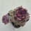 Thumbnail: Echeveria Desert Fox 