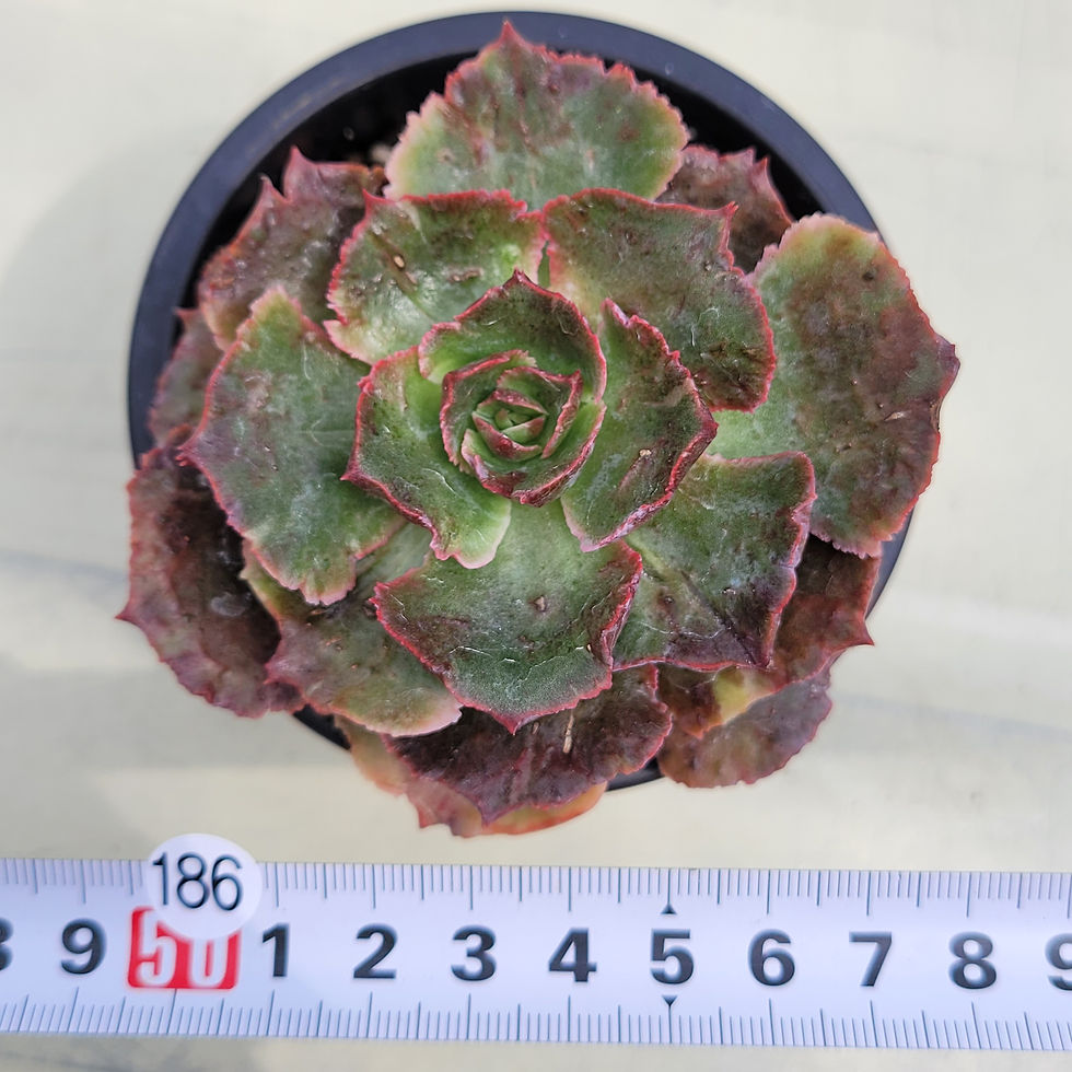 Thumbnail: Echeveria Opinio variegated 