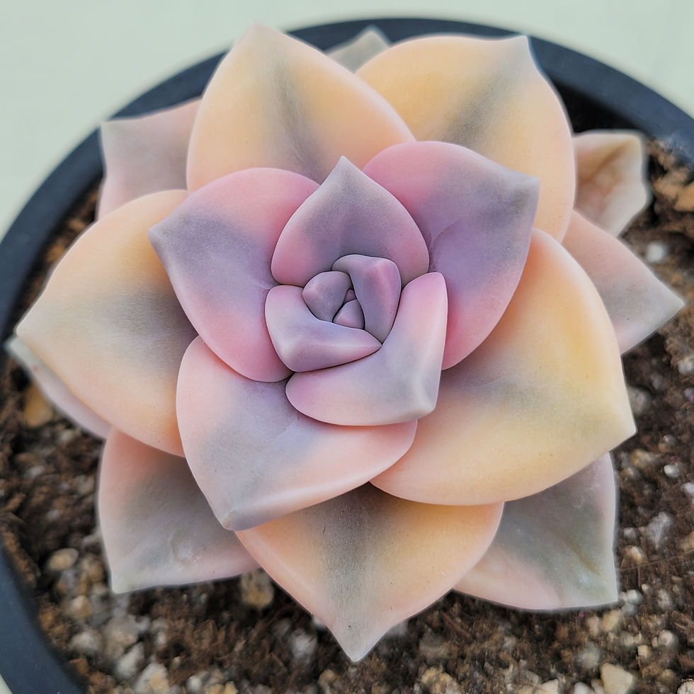 Thumbnail: Graptopetalum Purple Delight variegated 