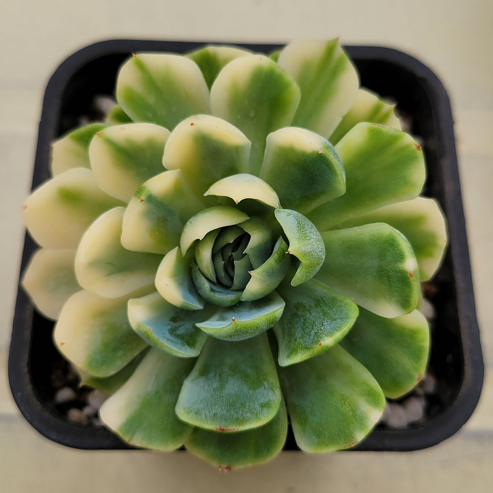 Thumbnail: Echeveria Lemon Berry variegated 