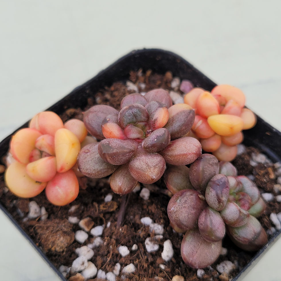 Thumbnail: Graptoveria Ametum variegated 