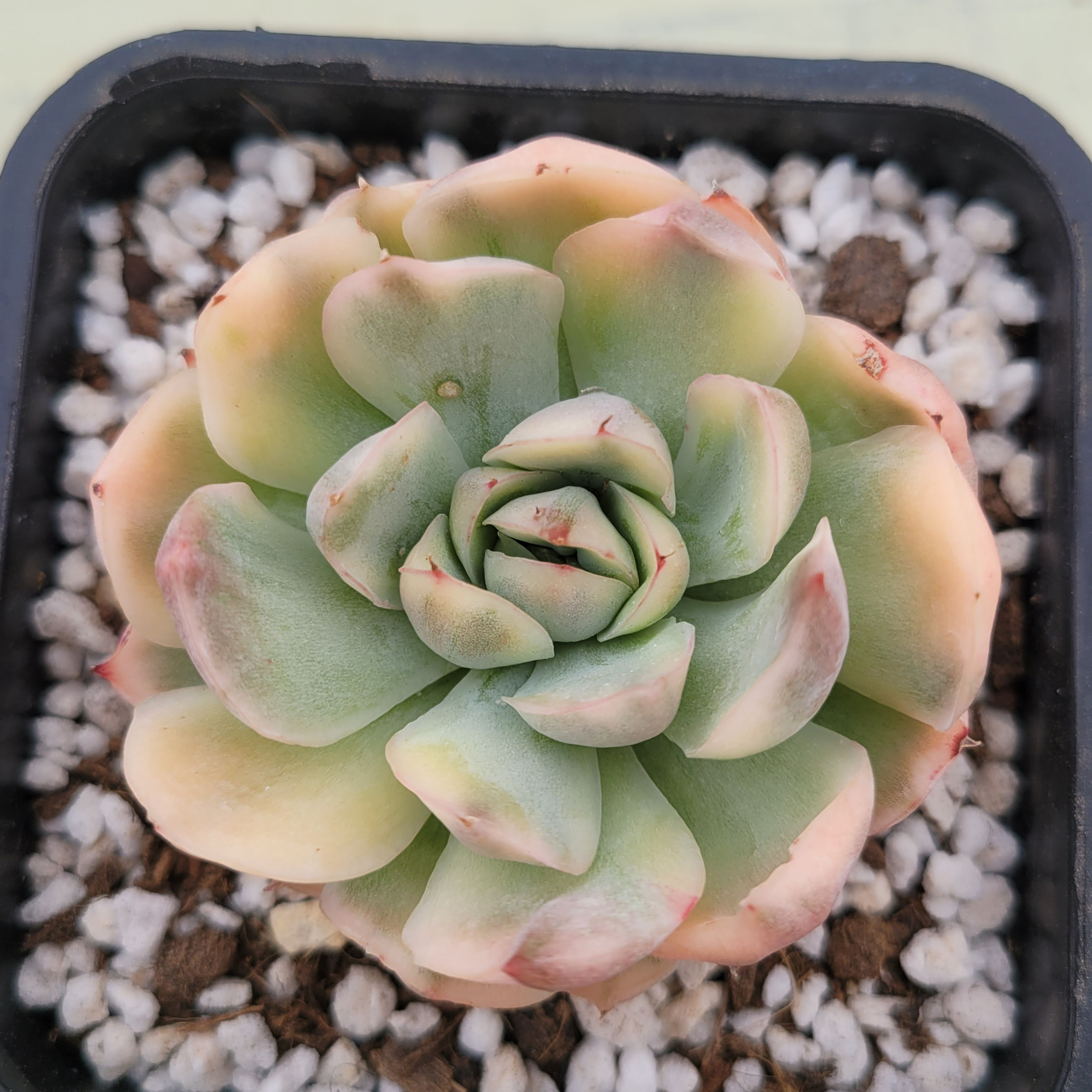 Echeveria Strawberry Cake variegated 