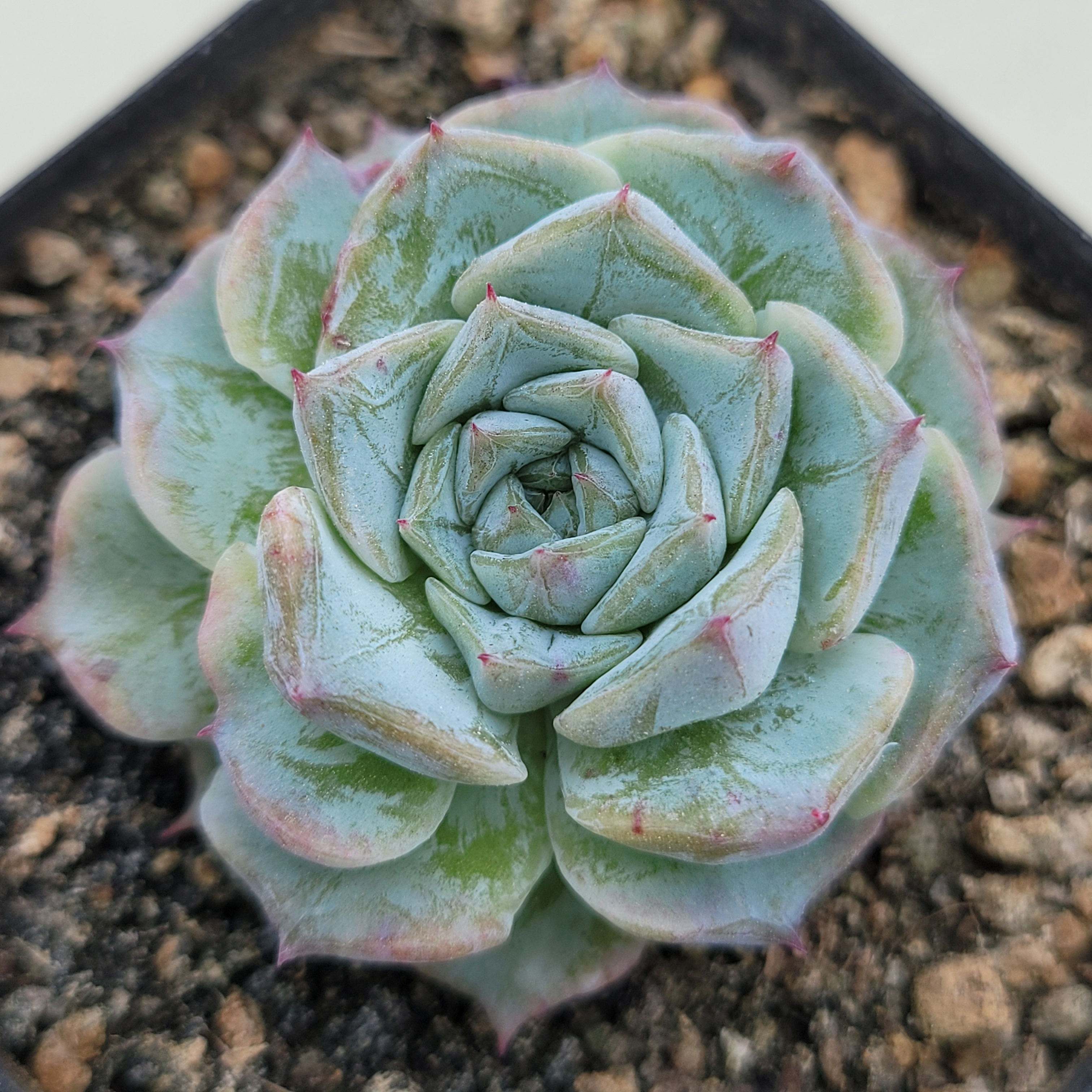 Echeveria Purple Moon 