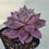 Thumbnail: Echeveria Neill Hongyeon