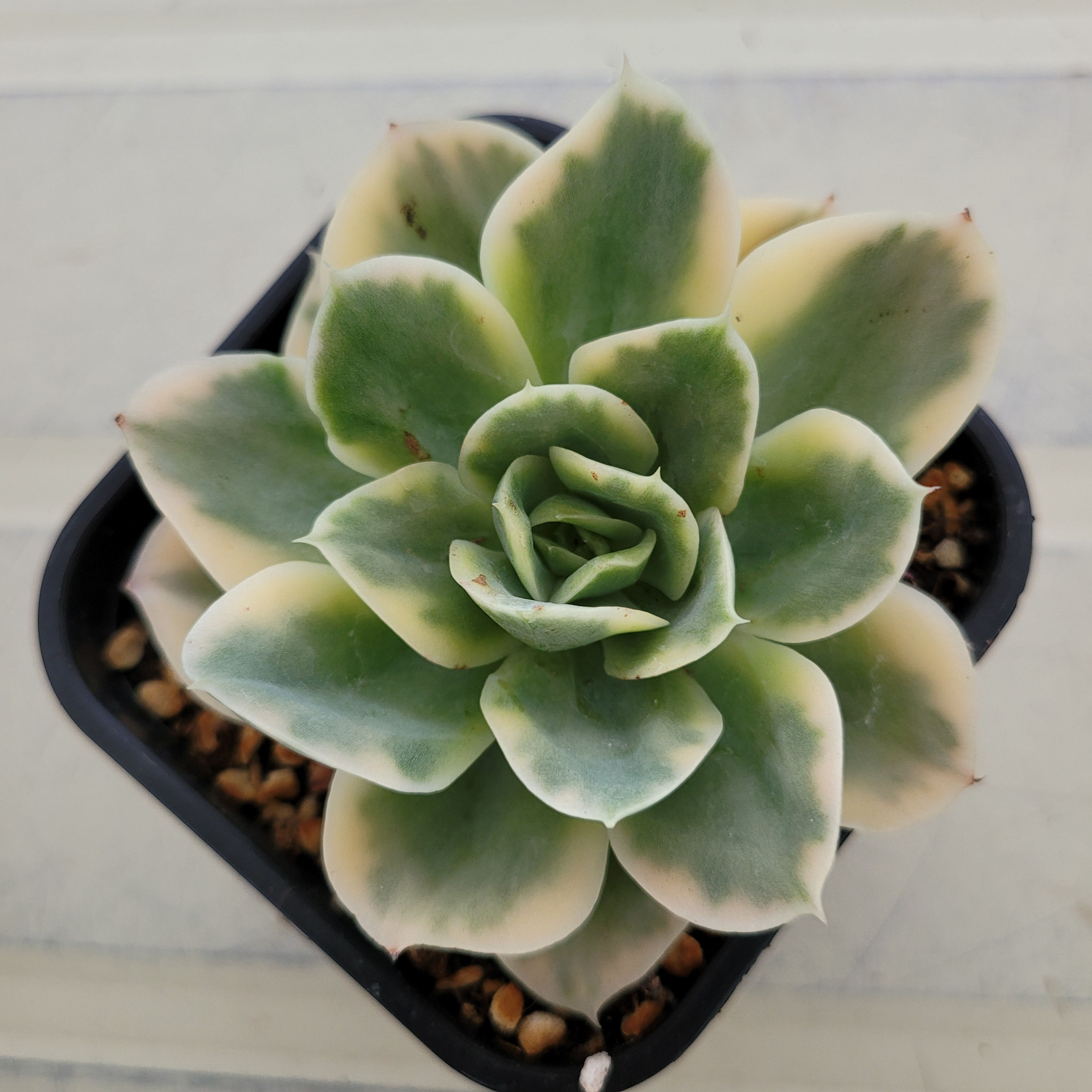 Echeveria Arena variegated 