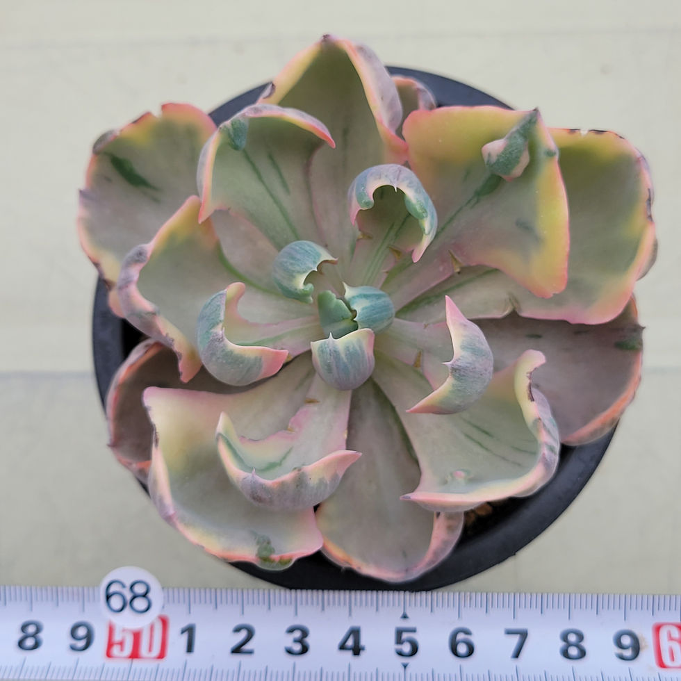 Thumbnail: Echeveria Beyonce Rainbow variegated 