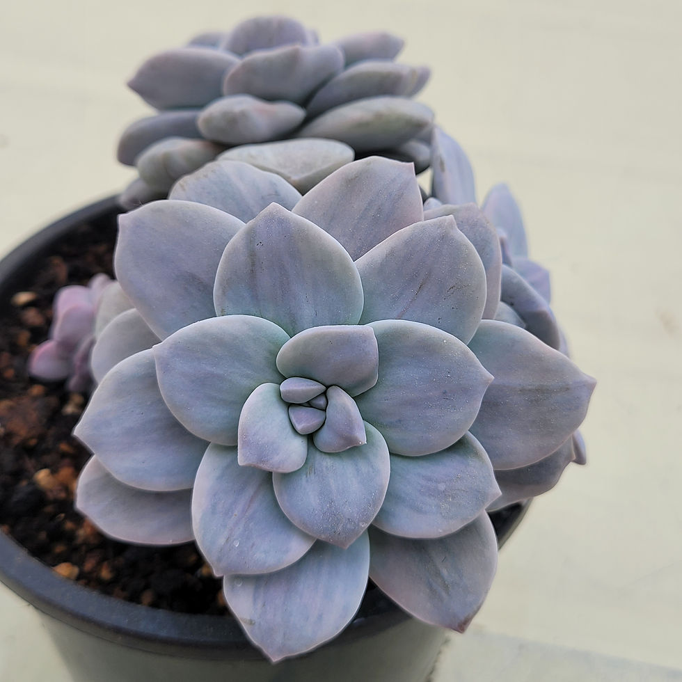 Thumbnail: Graptopetalum Pentandrum Silverbum variegated  cluster 