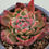 Thumbnail: Echeveria Golden Bling variegated 