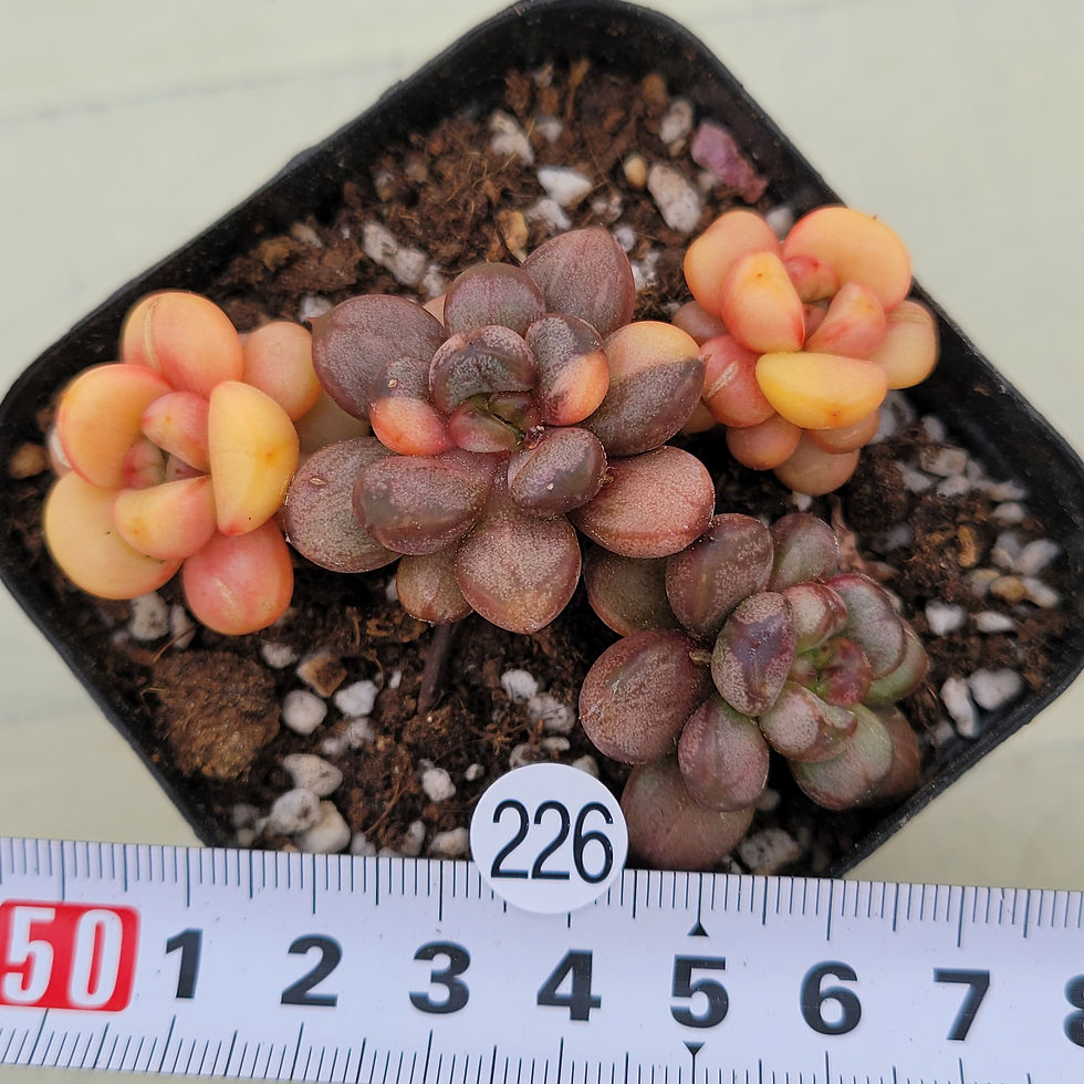 Thumbnail: Graptoveria Ametum variegated 