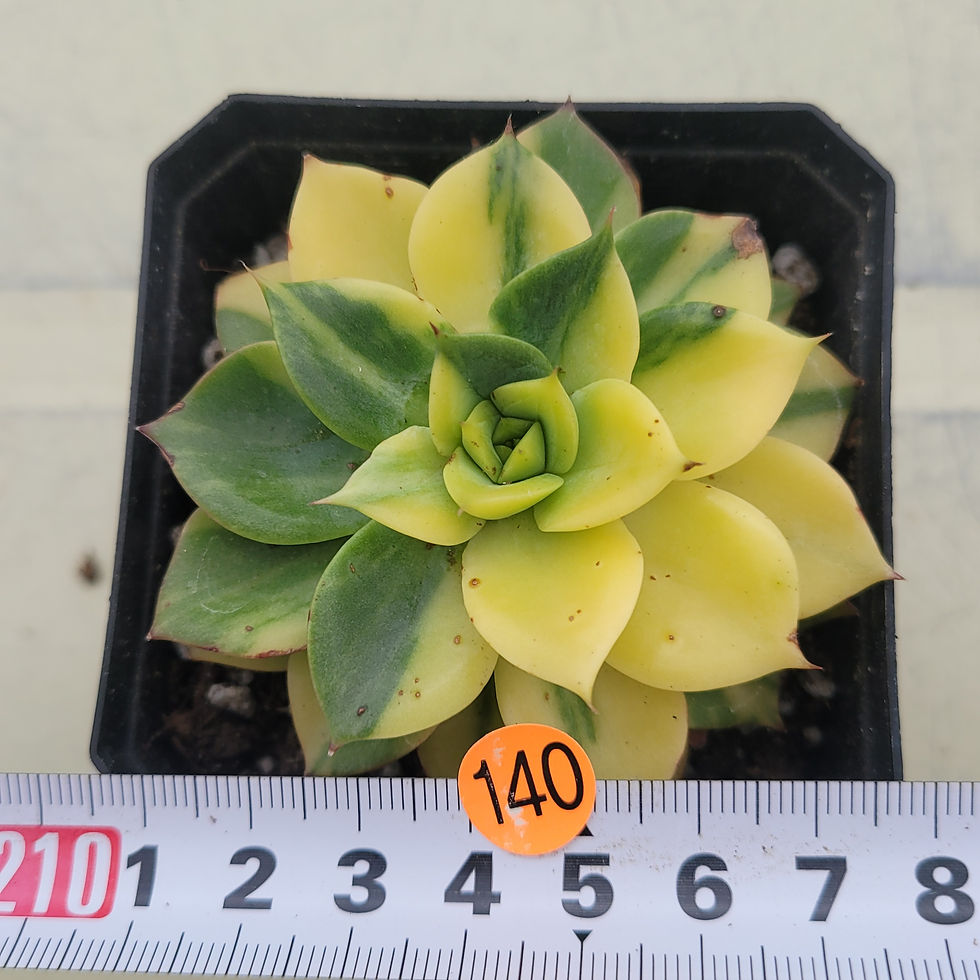 Thumbnail: Echeveria Ice Pinky variegated 