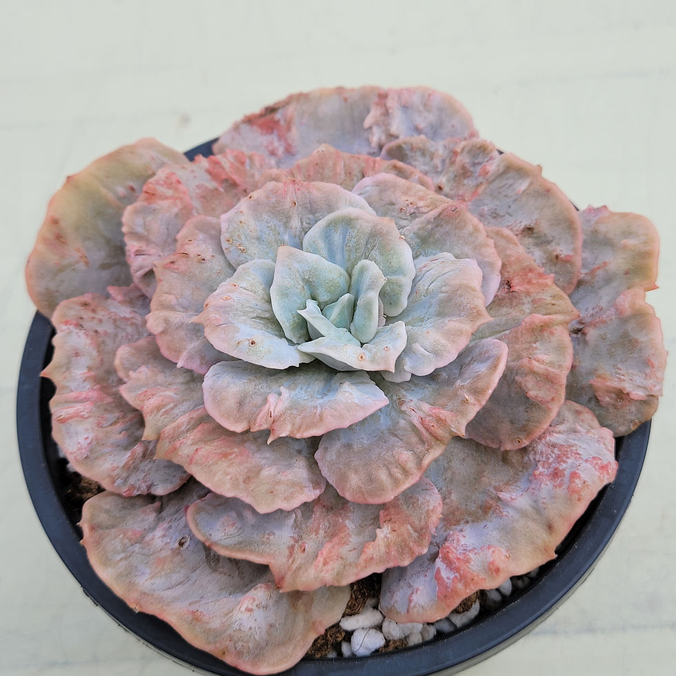 Thumbnail: Echeveria Red Marvel variegated 