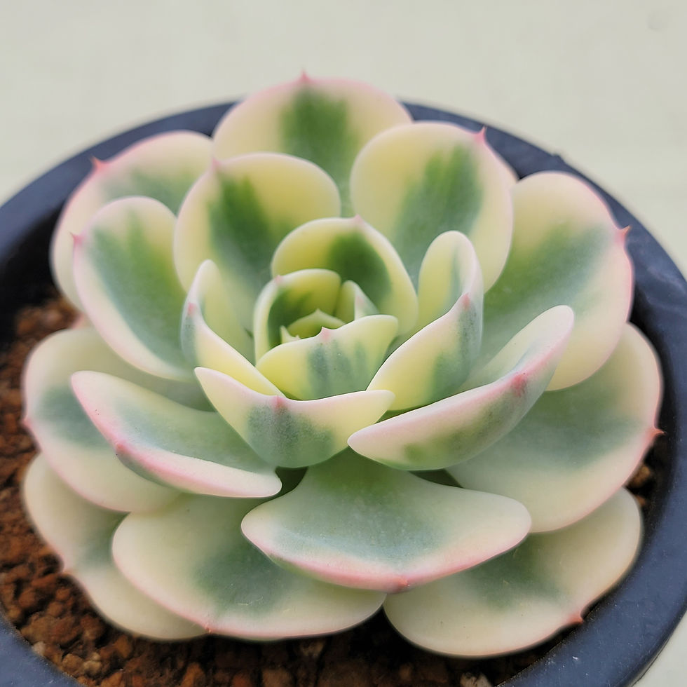 Thumbnail: Echeveria Lenore Dean 