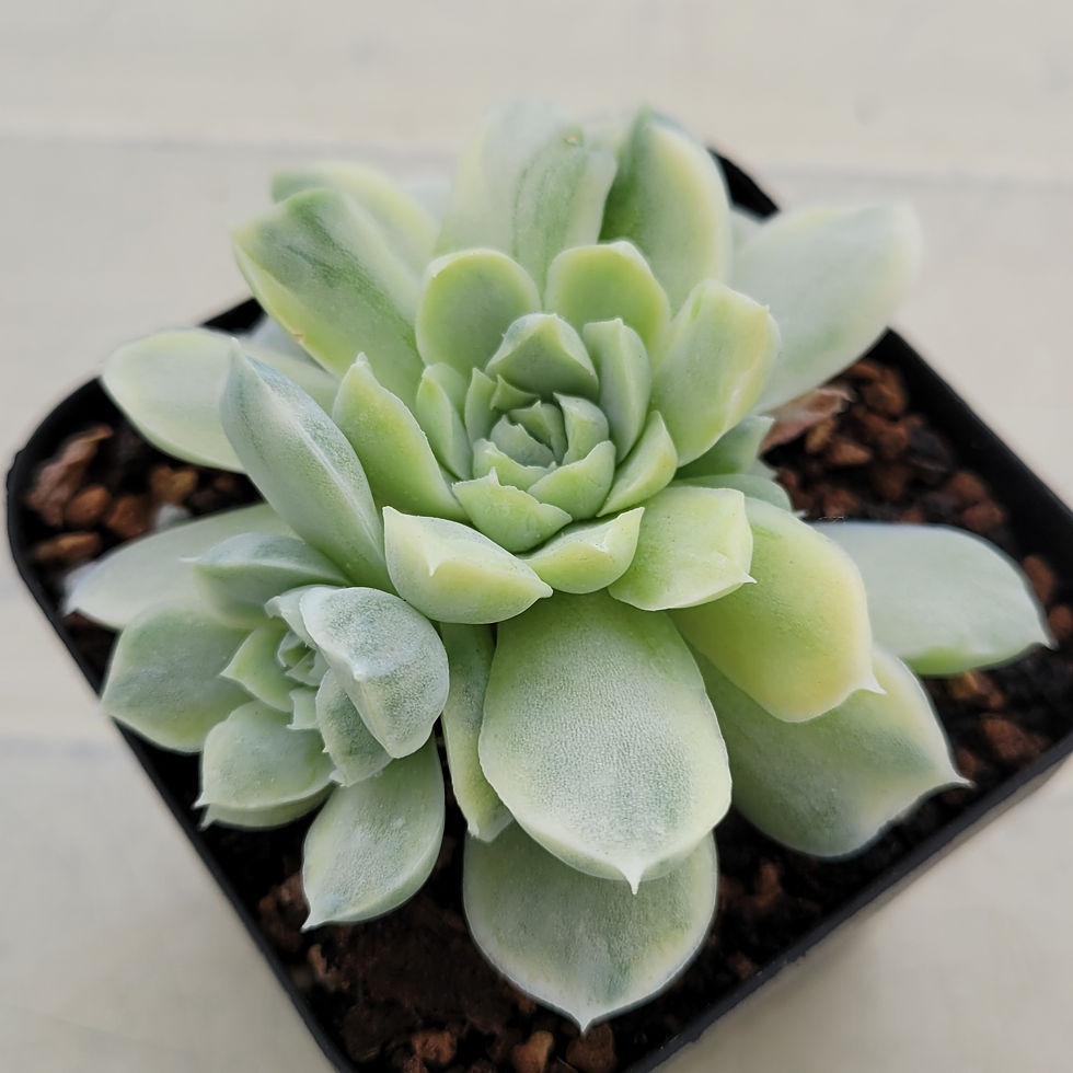 Thumbnail: Echeveria hughmilus variegated 